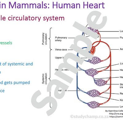 Grade 10 Life Sciences Summary: Support in Animals and Transport in  Mammals