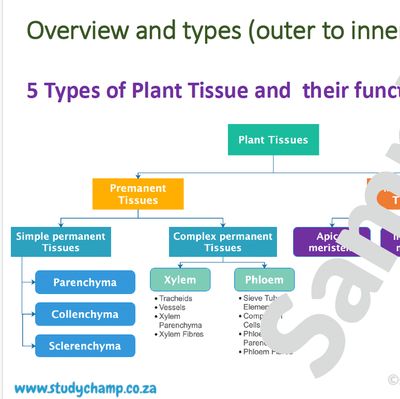 Grade 10 Life Sciences Summaries: Plant tissue and Plant organs
