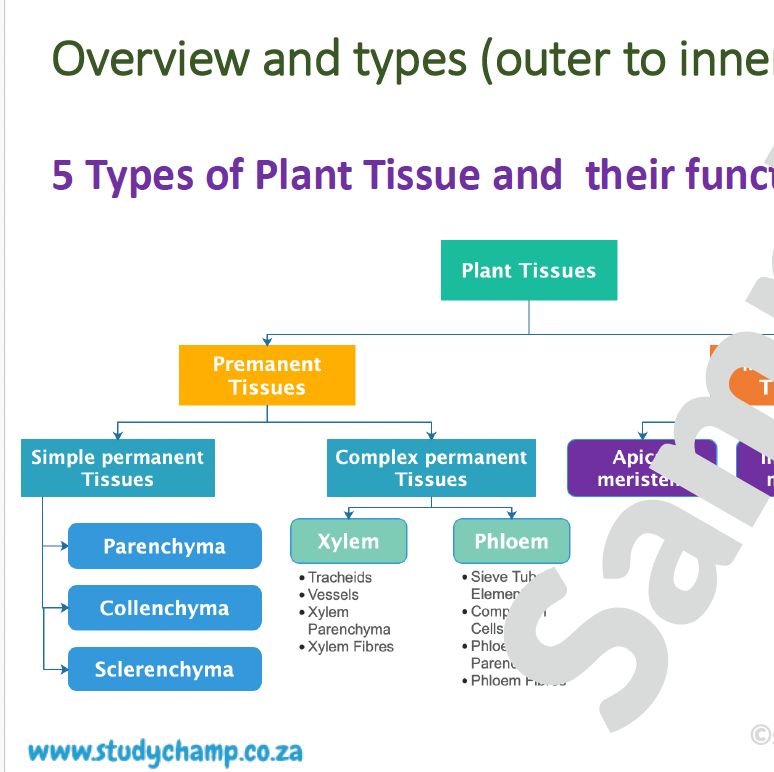 Grade 10 Life Sciences Summaries: Plant tissue and Plant organs