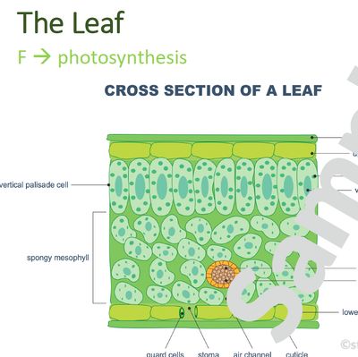 Grade 10 Life Sciences Summaries: Plant tissue and Plant organs