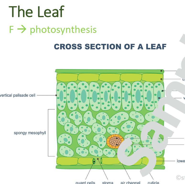 Grade 10 Life Sciences Summaries: Plant tissue and Plant organs
