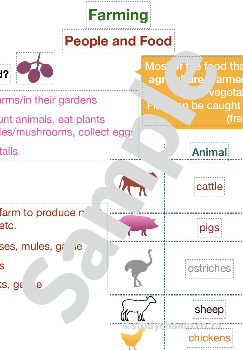 Grade 4 Social Sciences Bundle