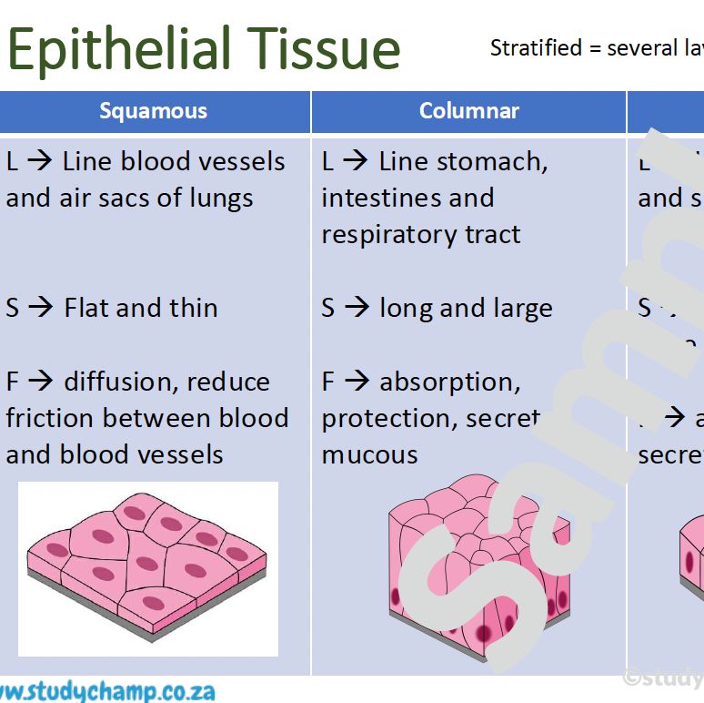 Grade 10 Life Sciences Summary: Animal Tissue