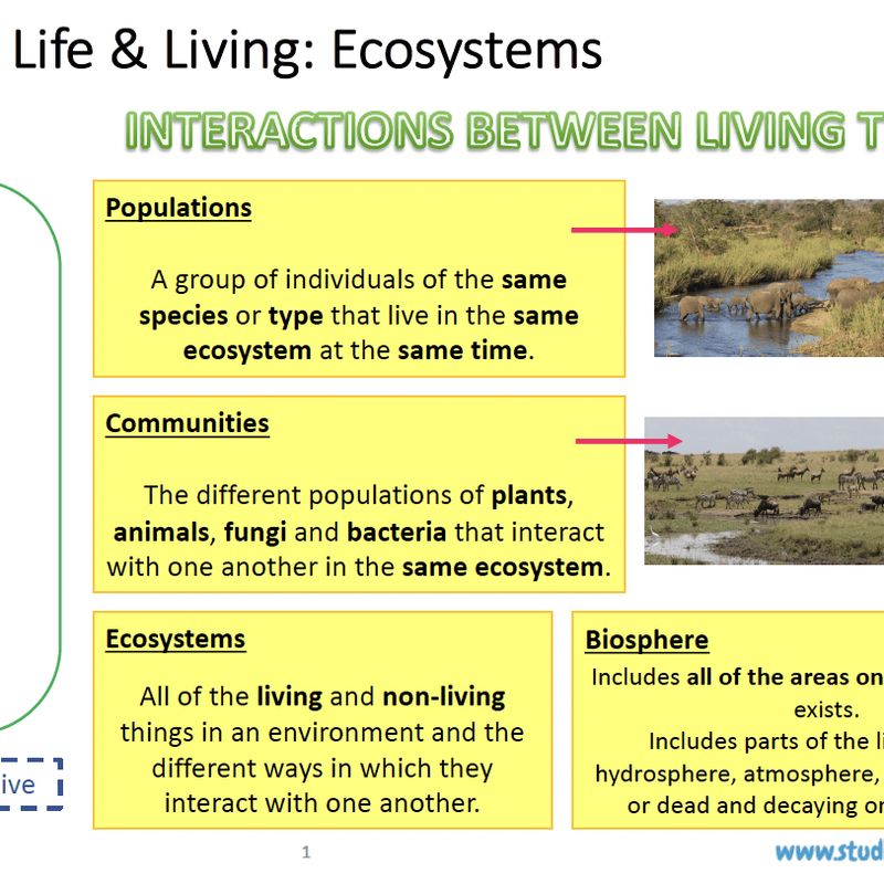 Grade 8 Natural Sciences Summary: Ecosystems