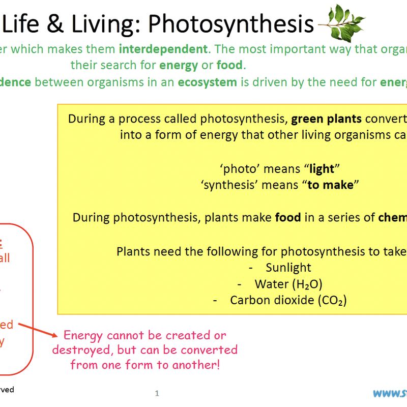 Grade 8 Natural Sciences Summary: Photosynthesis and Respiration