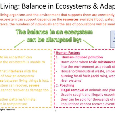 Grade 8 Natural Sciences Bundle