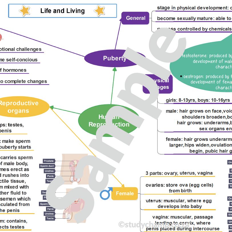 Grade 7 Natural Sciences Summary: Human Reproduction