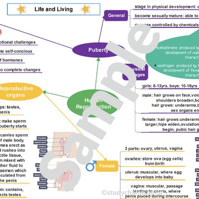 Grade 7 Natural Sciences Summary: Human Reproduction