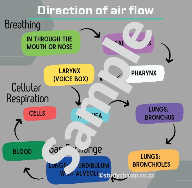Grade 9 Natural Sciences Summaries: Respiratory and Circulatory Systems