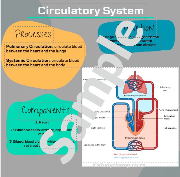 Grade 9 Natural Sciences Summaries: Respiratory and Circulatory Systems