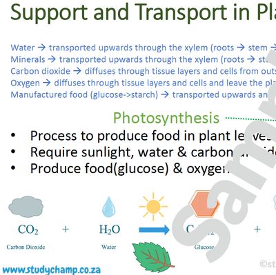 Grade 10 Life Sciences Summary: Support and Transport in plants