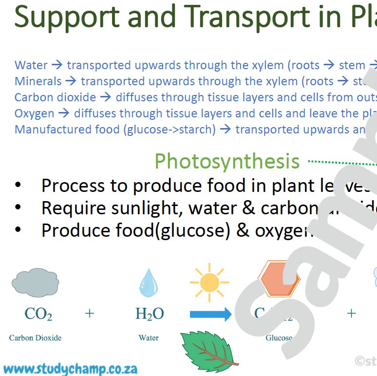 Grade 10 Life Sciences Summary: Support and Transport in plants