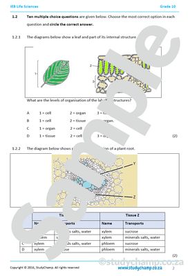 Grade 10 IEB Life Sciences Test: Life processes in plants and animals