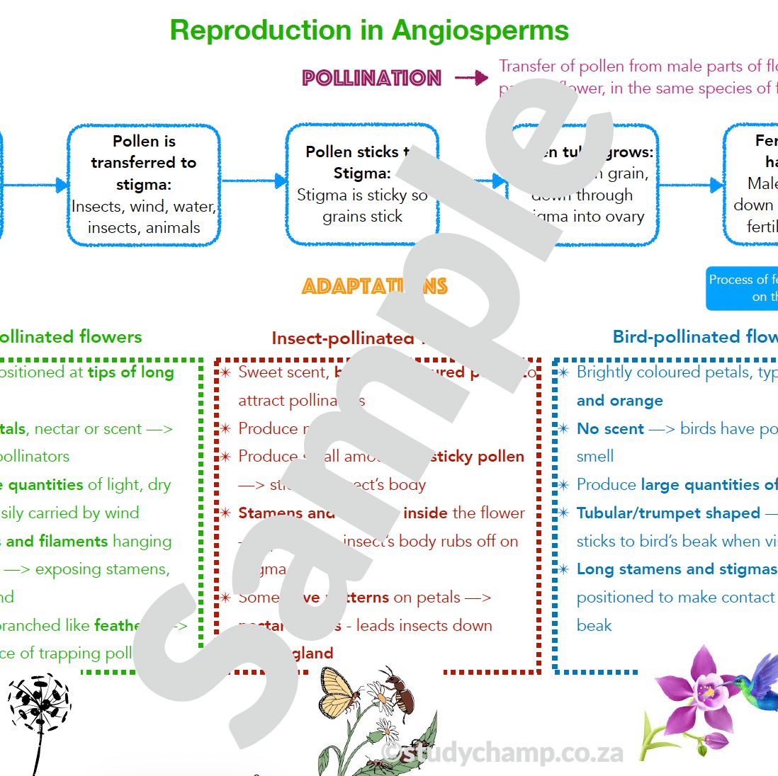 Grade 7 Natural Sciences Summary: Angiosperm Reproduction