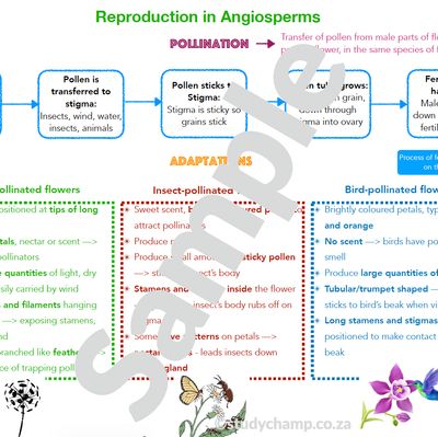 Grade 7 Natural Sciences Summary: Angiosperm Reproduction