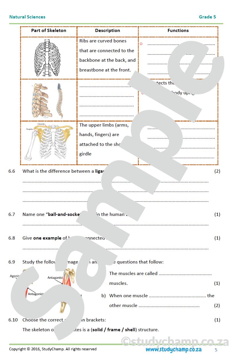 Grade 5 Natural Sciences: Mid-year Exam Workbook