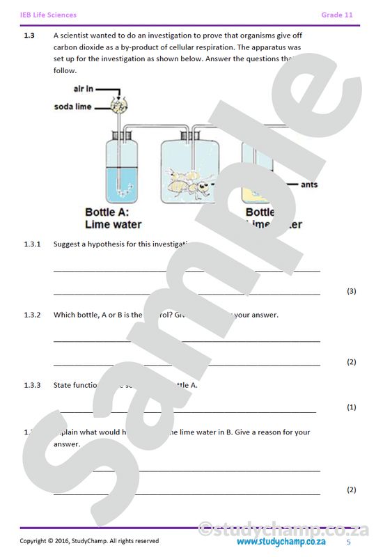 Grade 11 Life Sciences Test (IEB): Nutrition, respiration and photosynthesis