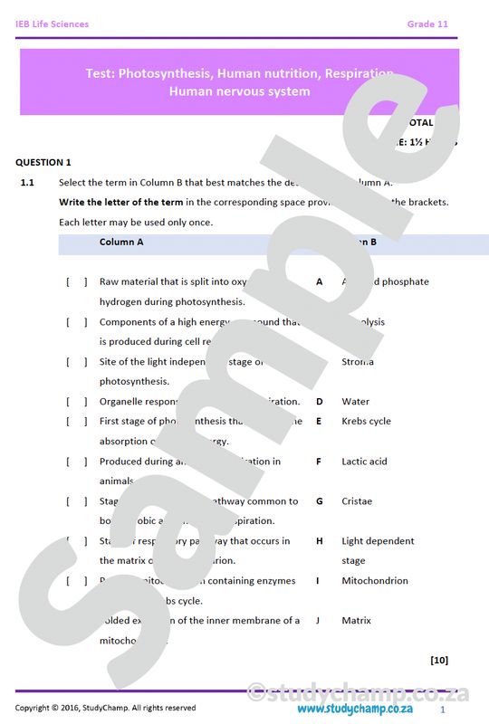 Grade 11 Life Sciences Test (IEB): Nutrition, respiration and photosynthesis