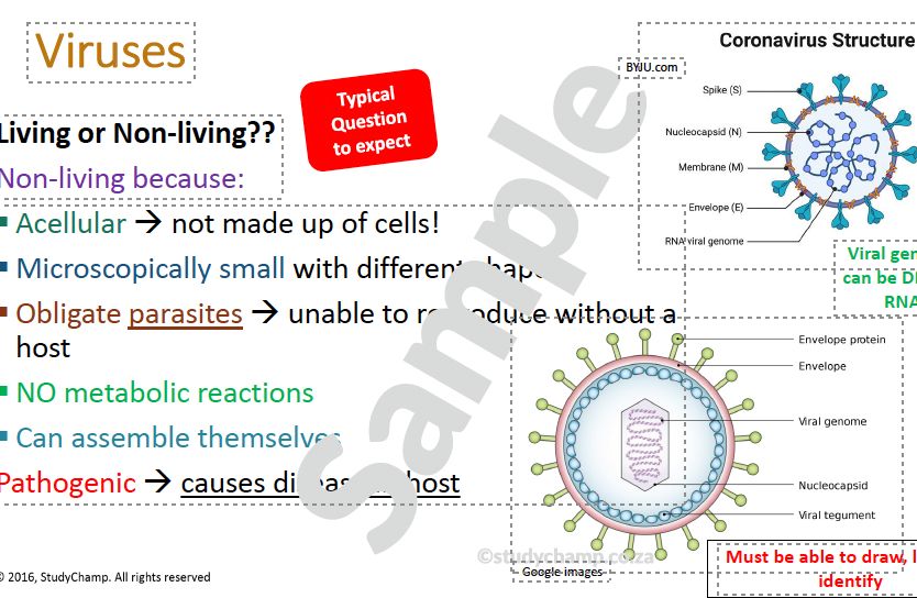 Grade 11 Life Sciences Summary (DBE): The role of micro-organisms