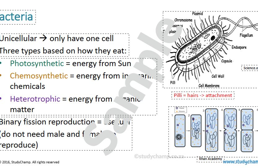 Grade 11 Life Sciences Summary (DBE): The role of micro-organisms