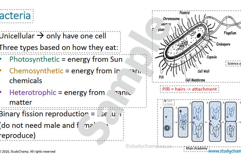 Grade 11 Life Sciences Summary (DBE): The role of micro-organisms