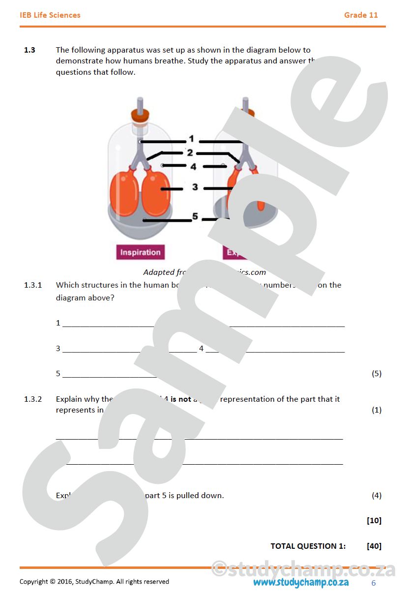 Grade 11 Life Sciences Test (IEB): Gaseous exchange, excretion, diversity and biogeography