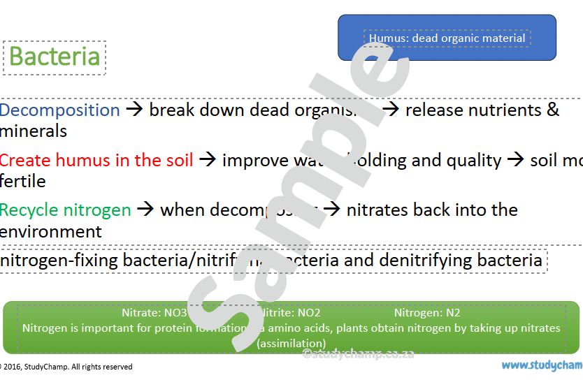 Grade 11 Life Sciences Summary (DBE): Introduction to Micro-organisms