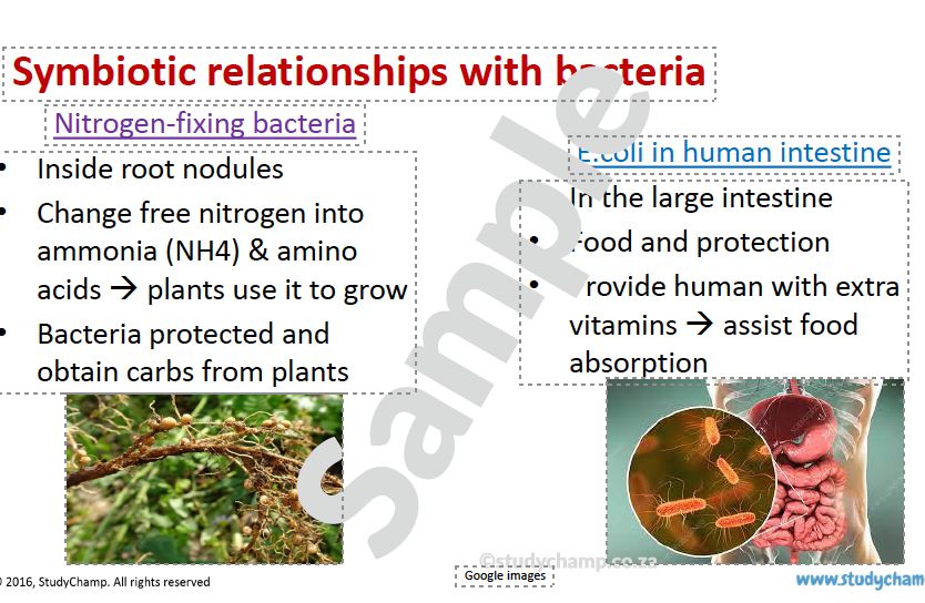 Grade 11 Life Sciences Summary (DBE): Introduction to Micro-organisms