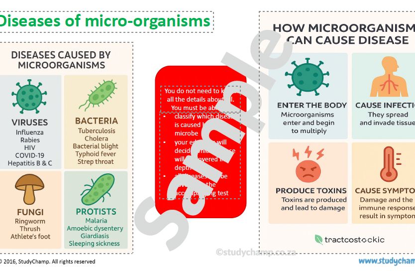 Grade 11 Life Sciences Summary (DBE): Diseases and Micro-organisms