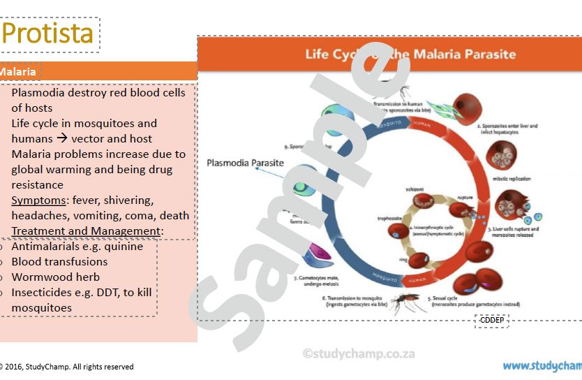 Grade 11 Life Sciences Summary (DBE): Diseases and Micro-organisms