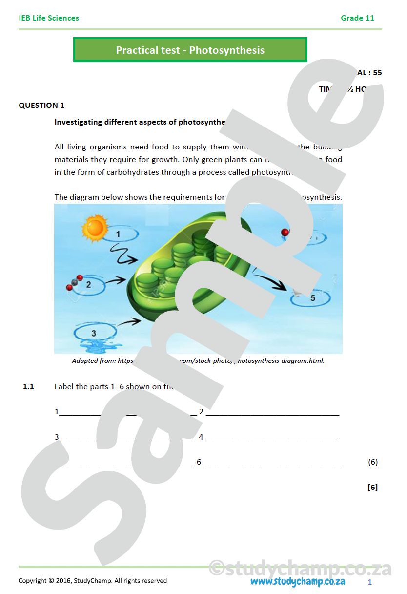 Grade 11 Life Sciences Test: Practical  - Photosynthesis