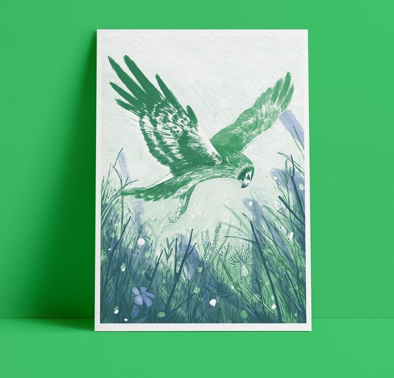 Hen Harrier by Joe Lillington