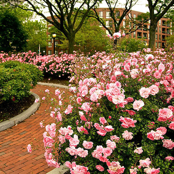 Rose Garden Level Rose Garden Level
