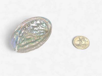 Abalone Smudge Dish $5