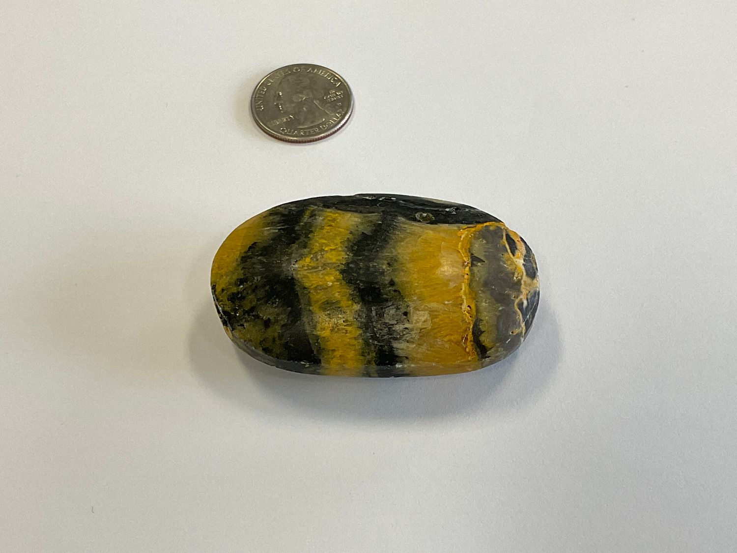 Bumblebee Jasper Palm $30