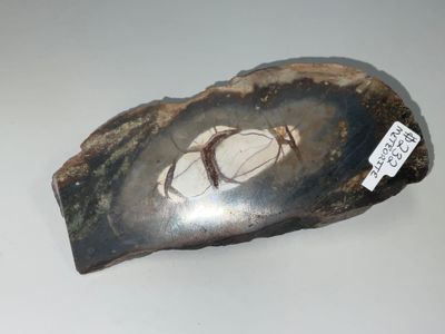 Matterrite Meteorite $232