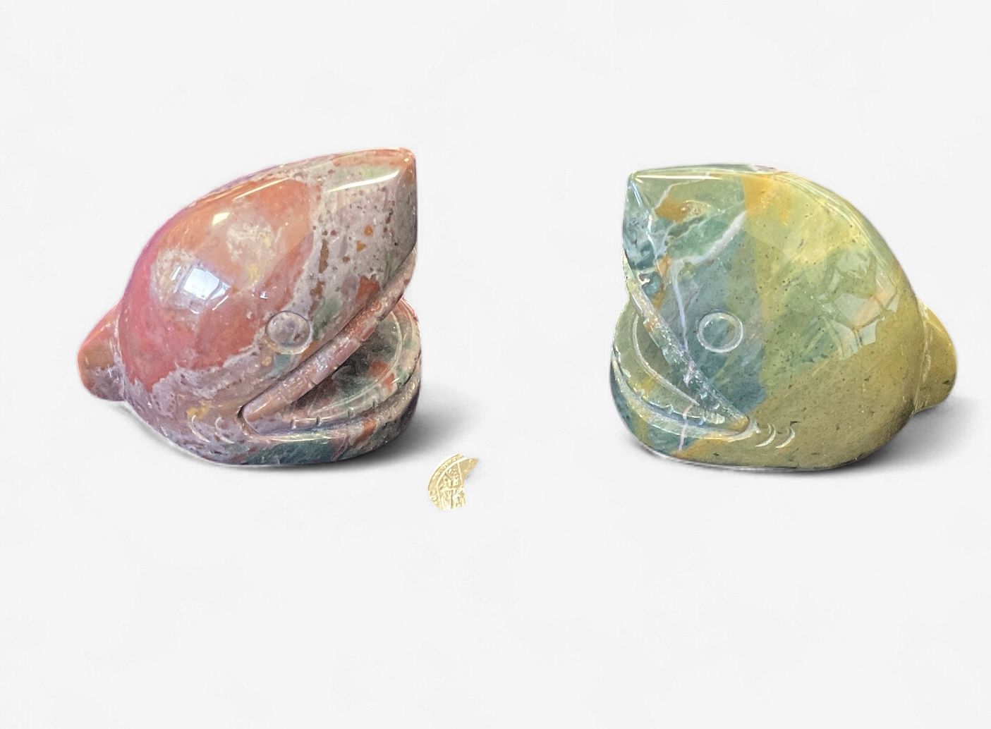 Ocean Jasper Shark