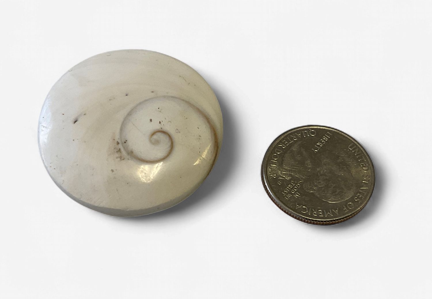 Shiva Shell Palm Stone