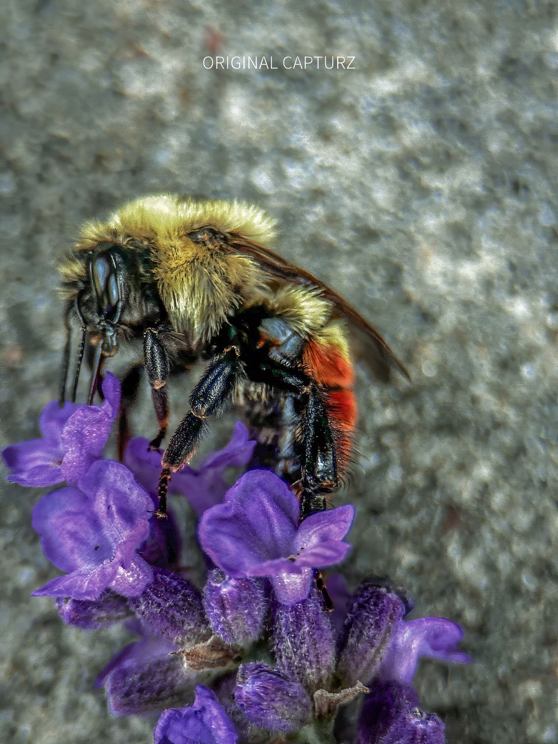 Red-Banded Bumble Bee