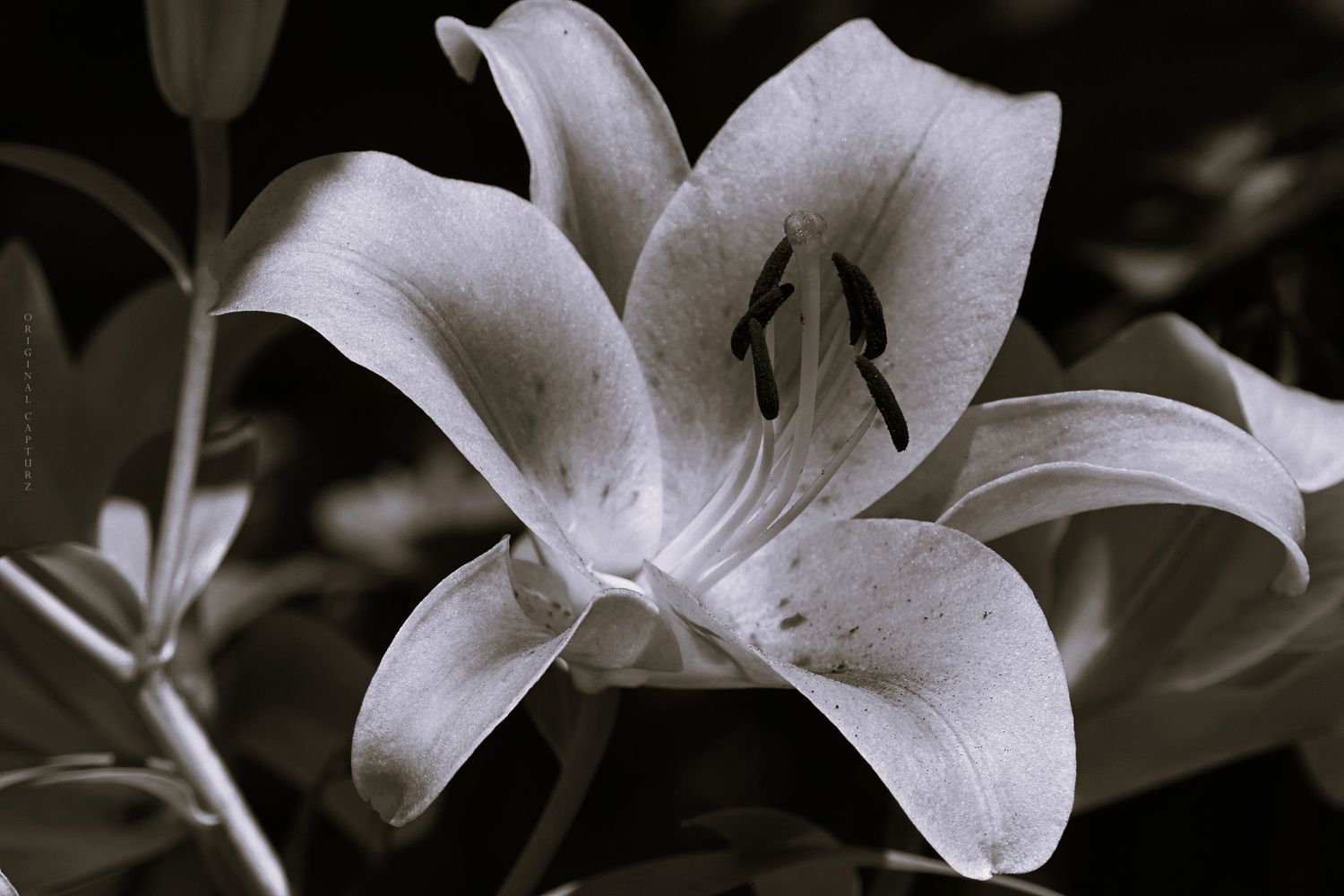 Ivory Grace
