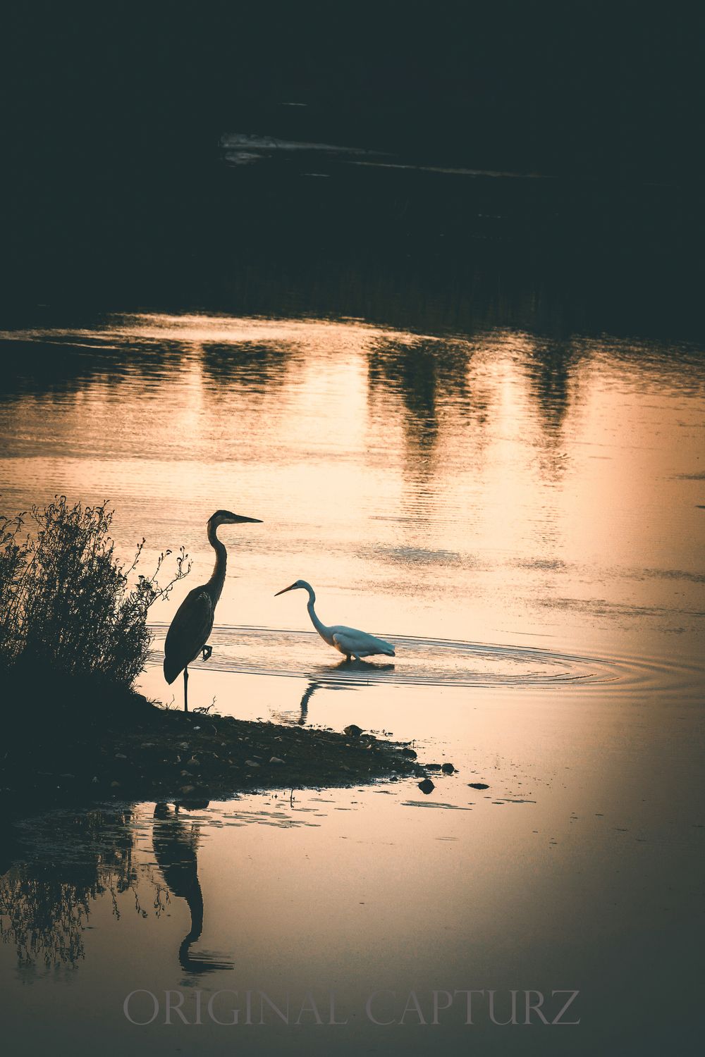 Evening Fishing