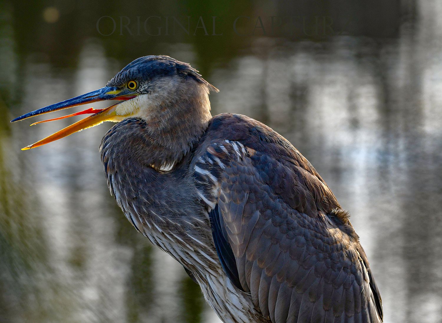Talking Great Blue Heron