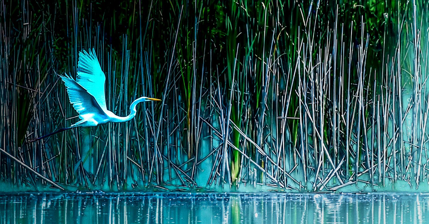 Rising Mist through the Reeds