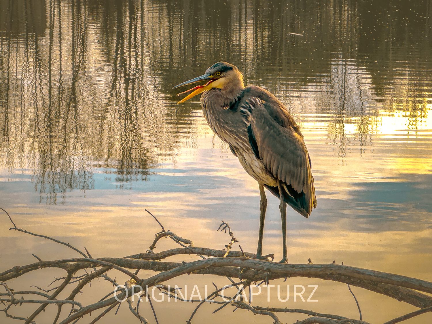Golden Hour with a Great Blue Heron