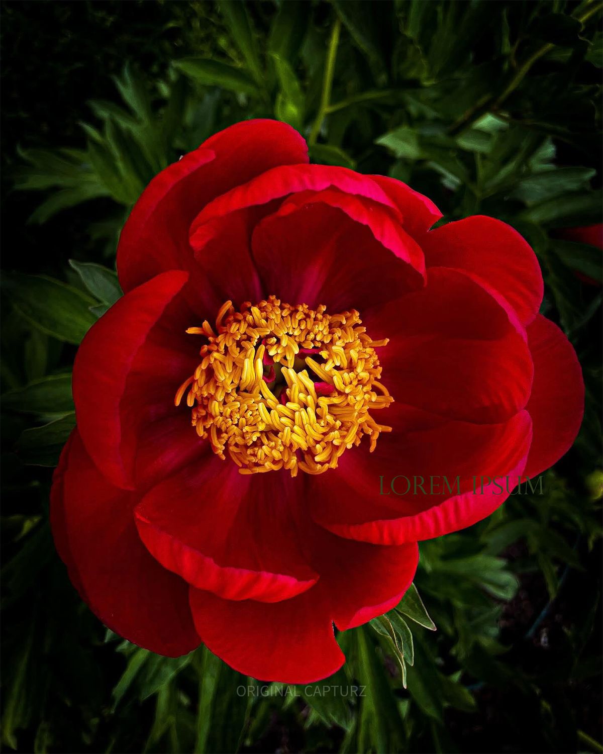 Red Splendor