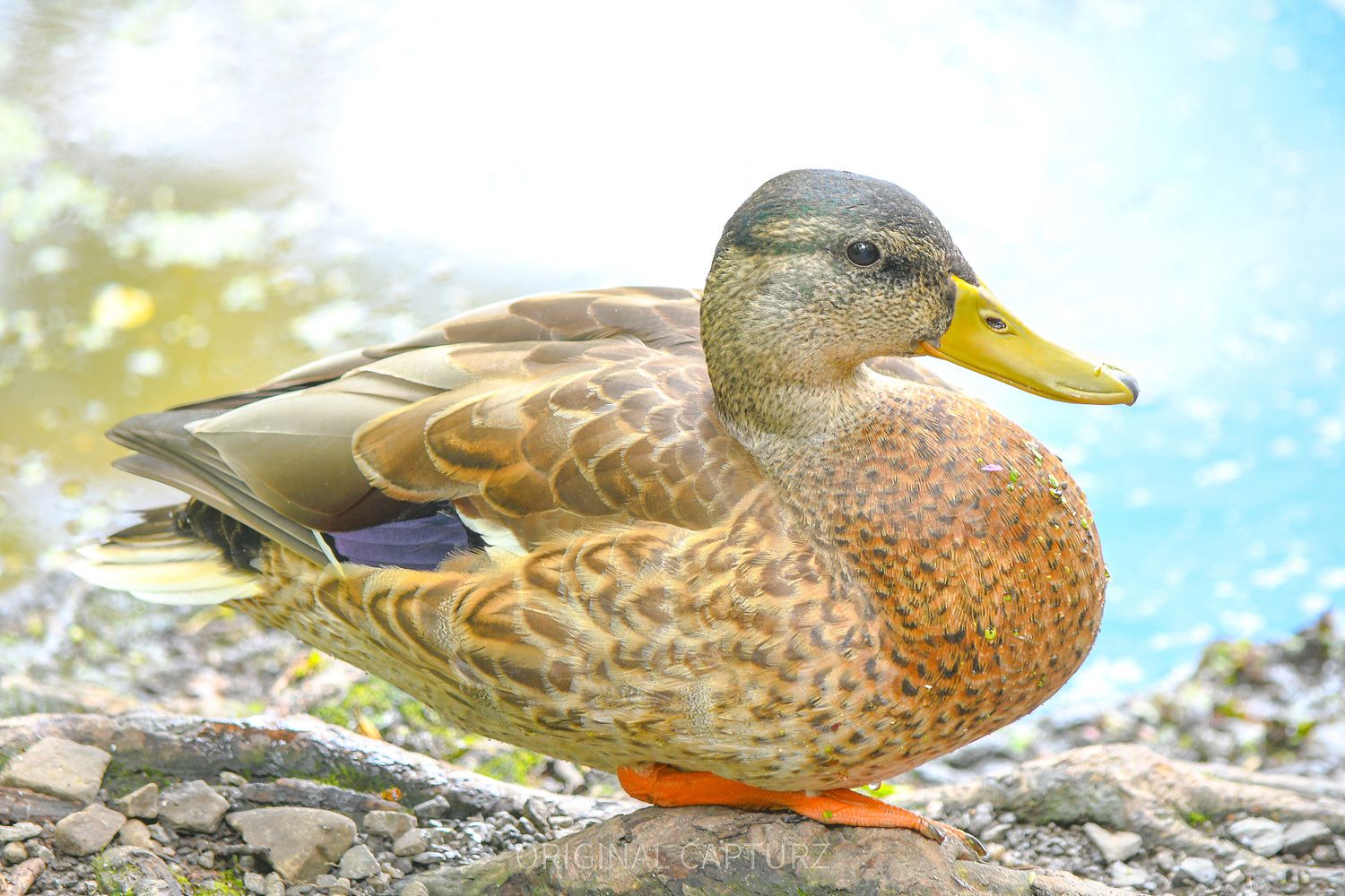 Female Mallard