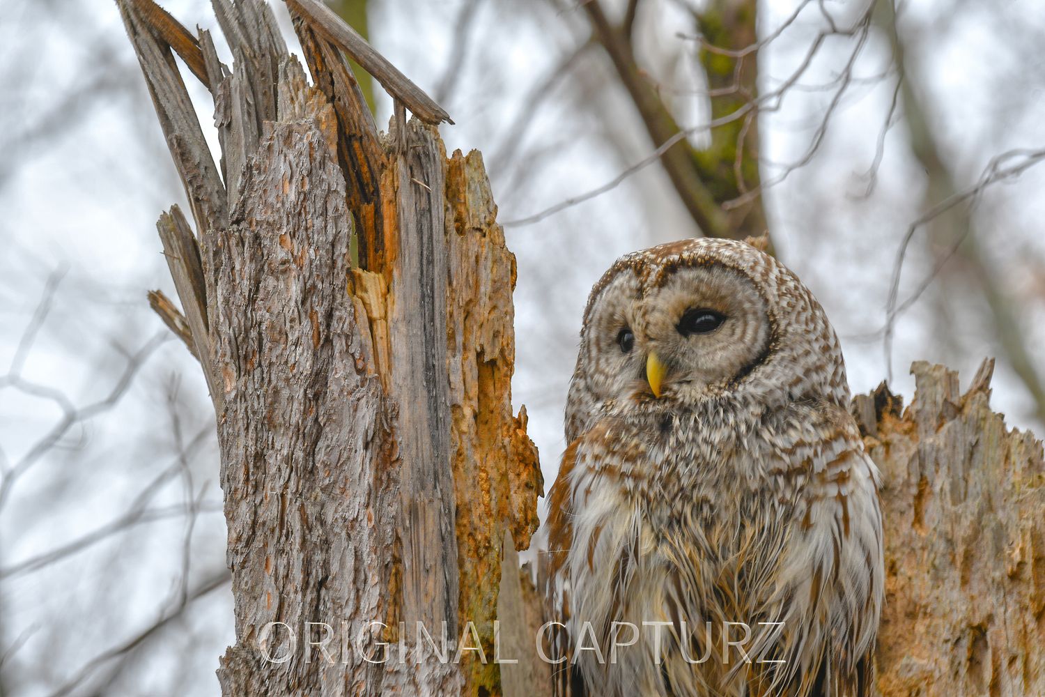 Barred Owl II
