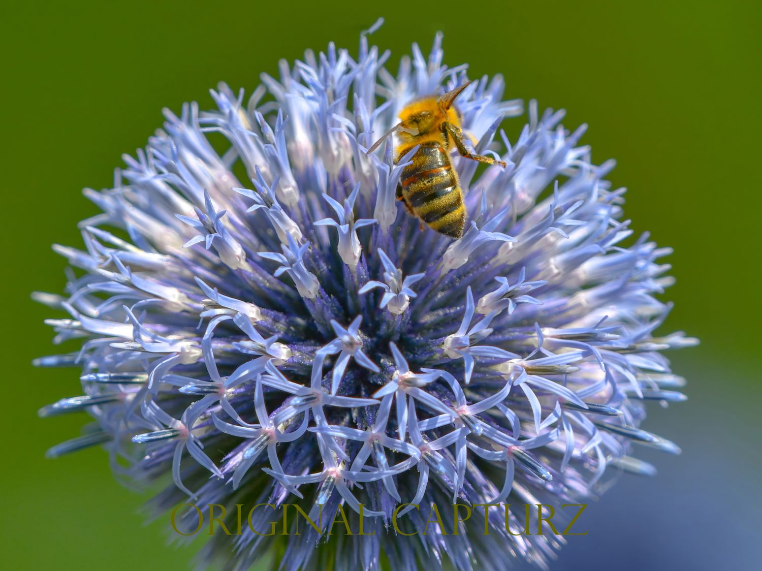 Western Honeybee