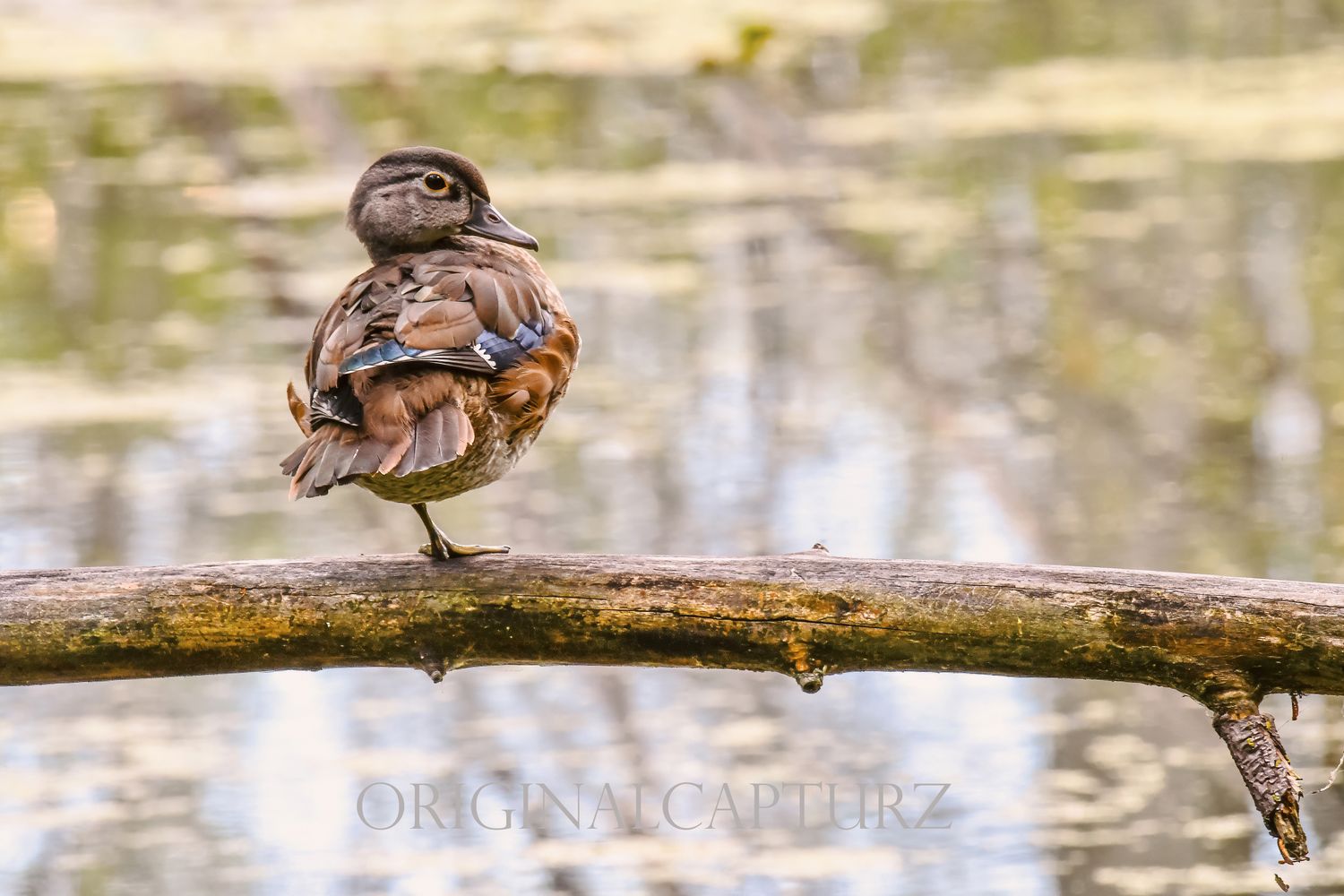Female Wood Duck