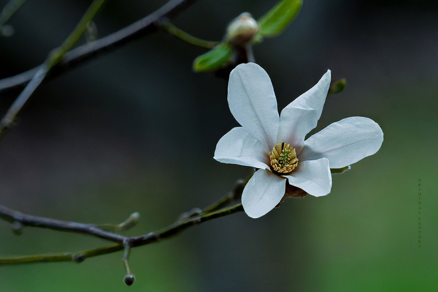 Blooming Potential